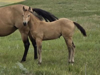 Whiskey Up Arwen JW <BR>AQHA 6420067